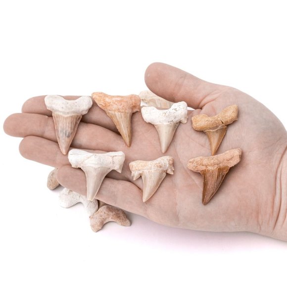 Medium Moroccan Shark Tooth Fossil Shark Teeth For Jewelry Making Wire Wraping - Picture 2 of 4